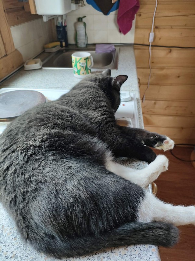 Много дел у кота на даче...
