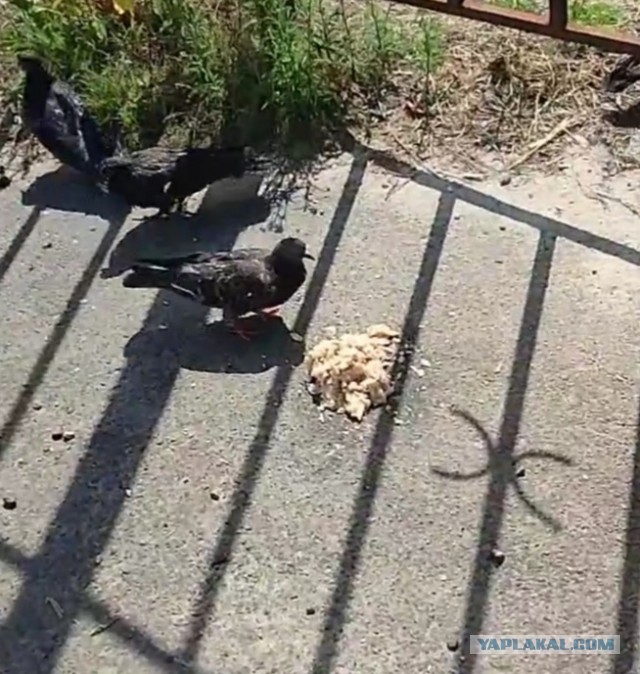 Бурятские власти решили усыплять бродячих собак