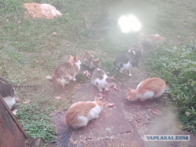 Жизнь домашнего приюта для котеек 469