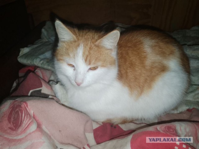 Жизнь домашнего приюта для котеек 481