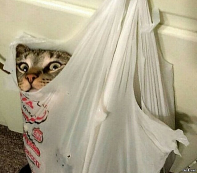 Котёночек опухает. Требуется совет.
