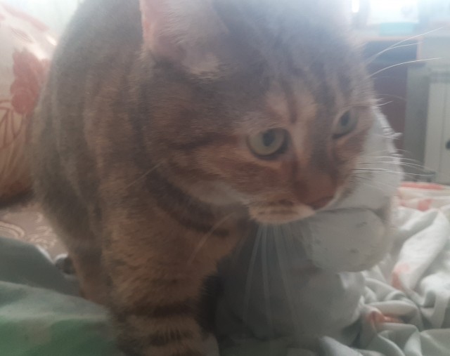 Котовторник