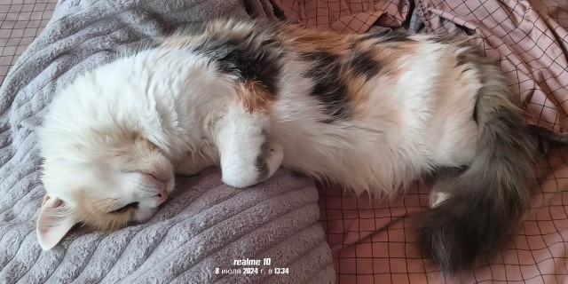 Котовтоник в картинках