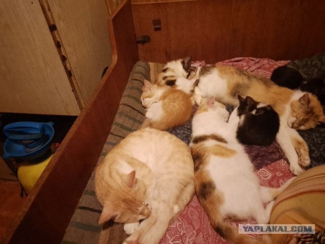 Жизнь домашнего приюта для котеек 505