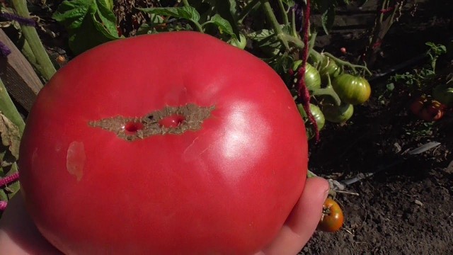 Ракурс решает