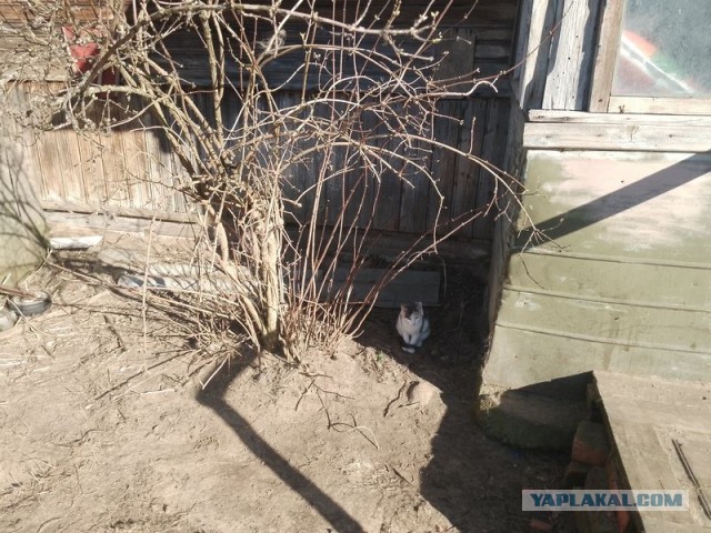 Жизнь домашнего приюта для котеек 536