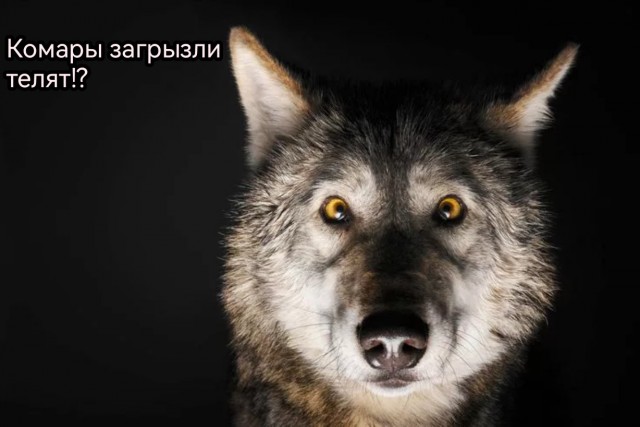 Несколько телят загрызли комары в селе Новоегорьевском на Алтае