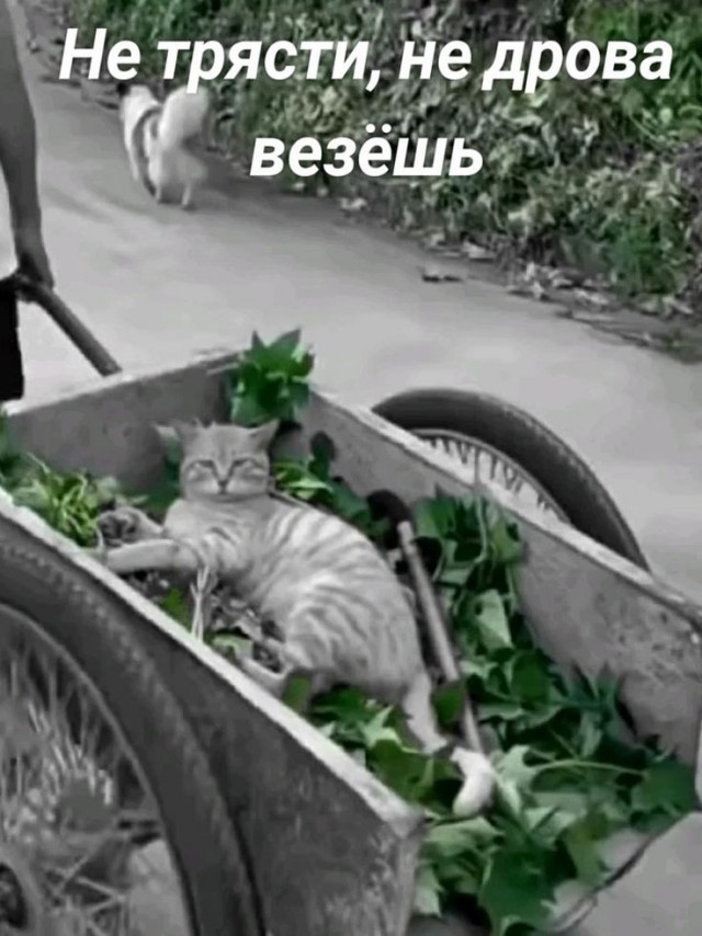 Так себе картинки 11.07.25