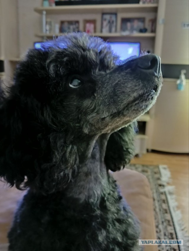 Собакочетверг!