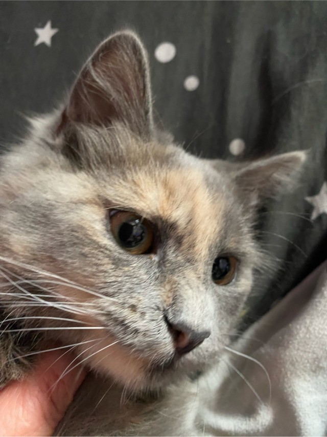 Моему коту Тому 2 года
