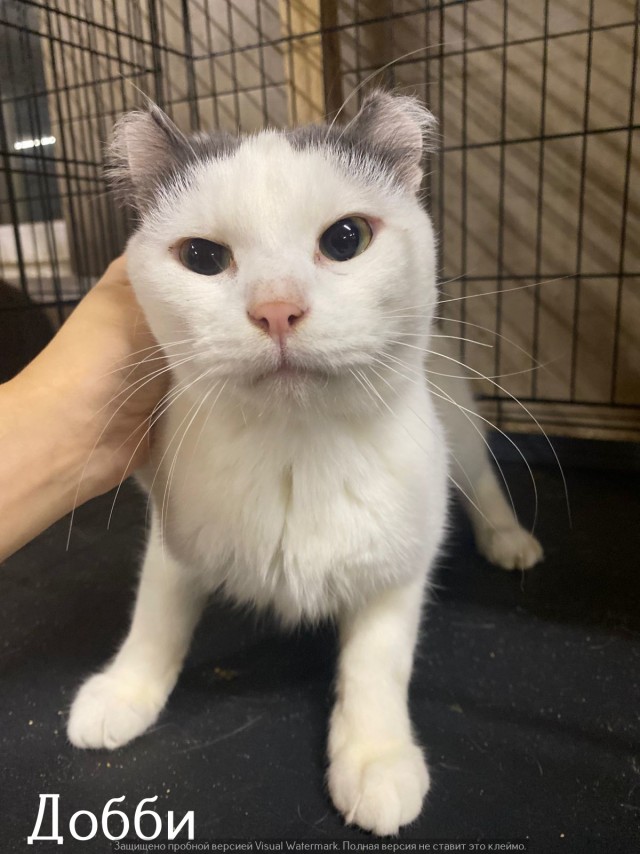 Жизнь домашнего приюта "Котоленд" 520