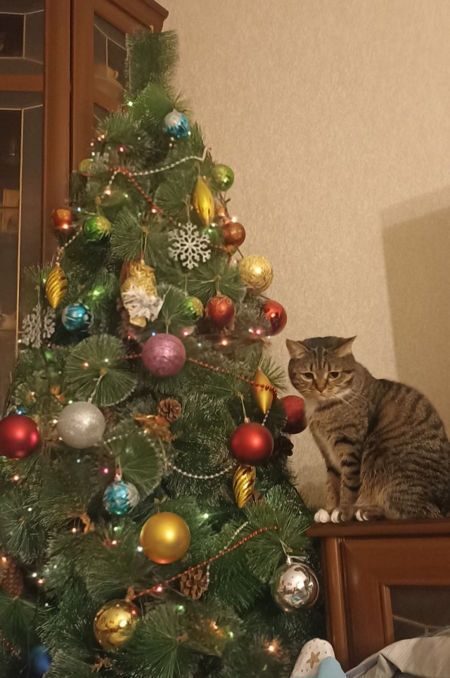 80 г => 3,1 кг (котовторник)