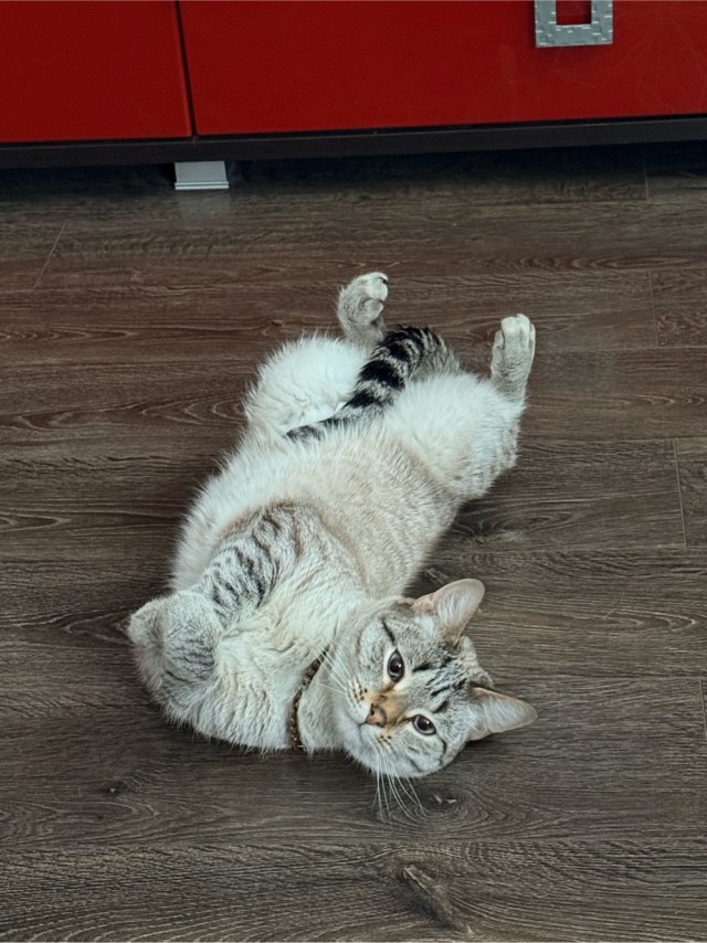 Котовторник же!