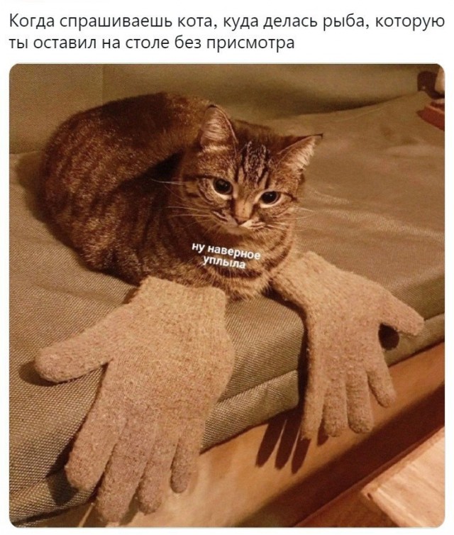 К котовторнику: подборка картинок-баянов с котиками и про котиков. Выпуск 33..
