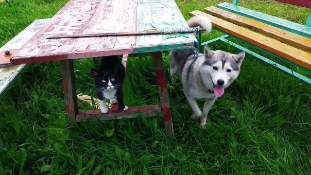 Собакочетверг же, но кошку из фото не выкинешь