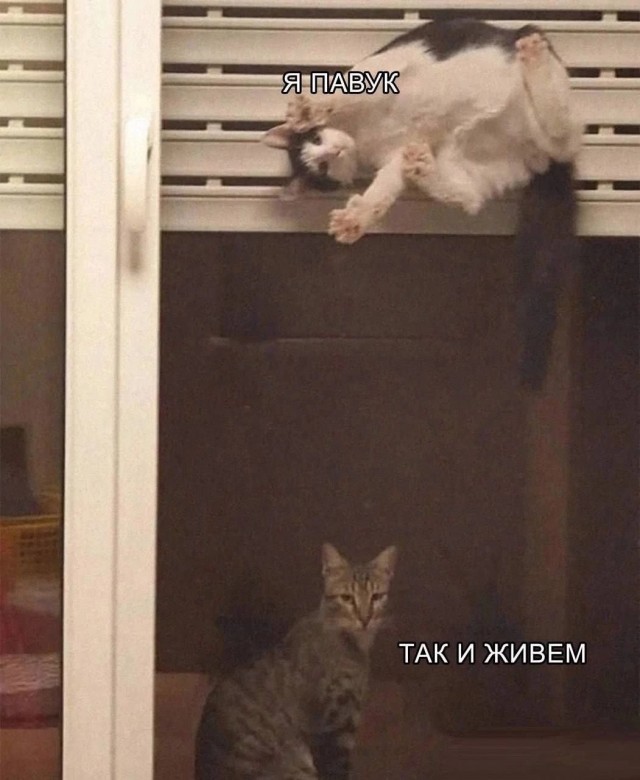 Так себе картинки 30.06.26