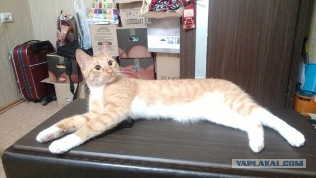 Котовторник  30.07.2013