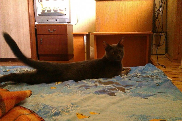 Котовторник на 24.09.2013г