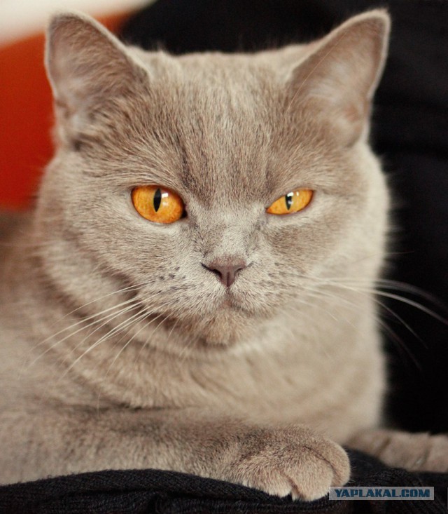 Котовторник 26.11.2013