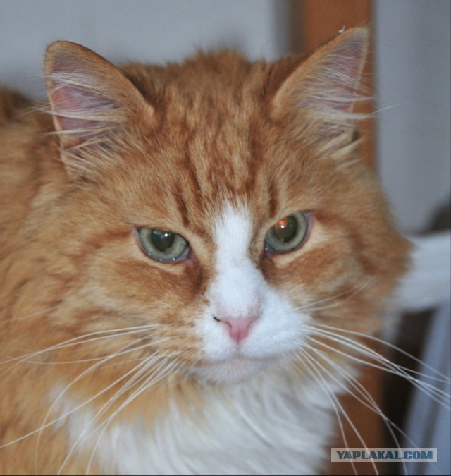 Котовторник 29.04.14.