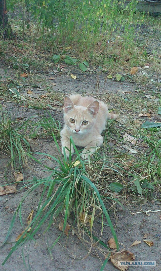Черный котенок