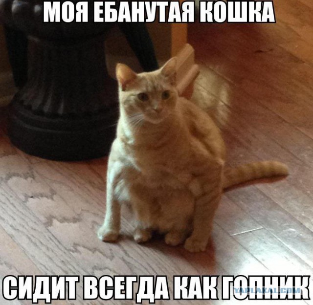 20 самых известных котов в интернете.