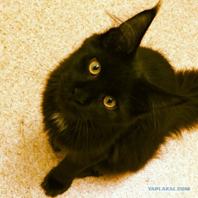 Котовторник 9.12.2014