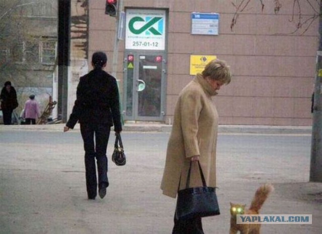 Весёлое из сети