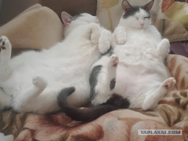 Перепись котопузов открыта=)