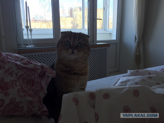 Котовторник 31.03.2015