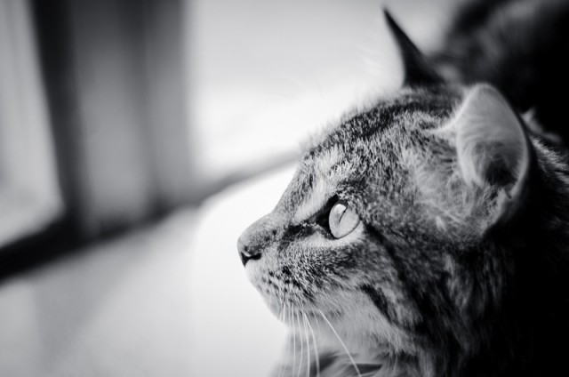 Котовторник 5.05.2015.