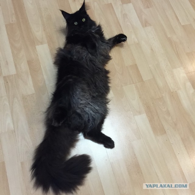 Котовторник 16.06.2015., Котовторник наступил!
