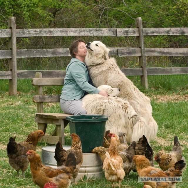 Собакочетверг