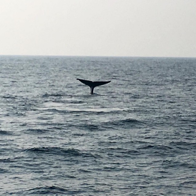 Самостоятельное путешествие в Шри-Ланку