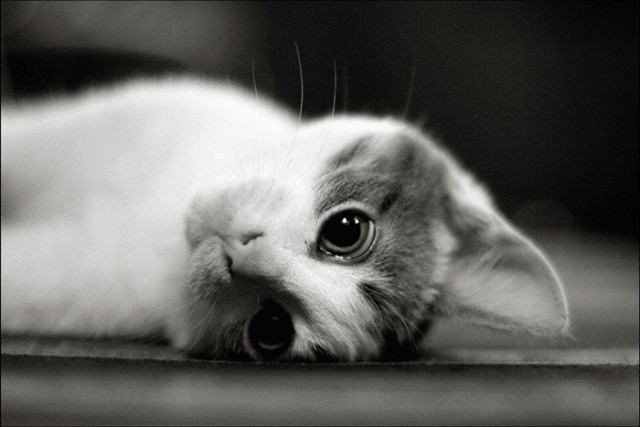 Коты, кошки, котята