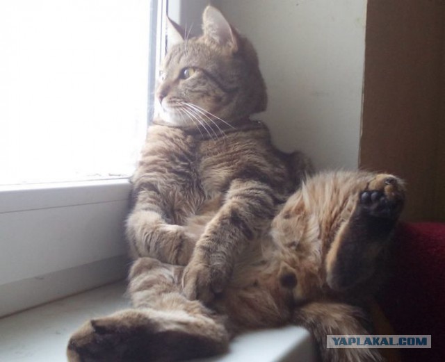Котовторник 22.03.2016