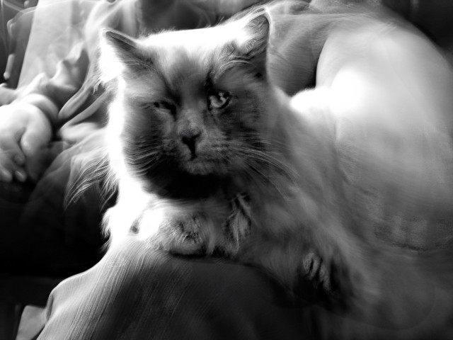 Котовторник 22.03.2016