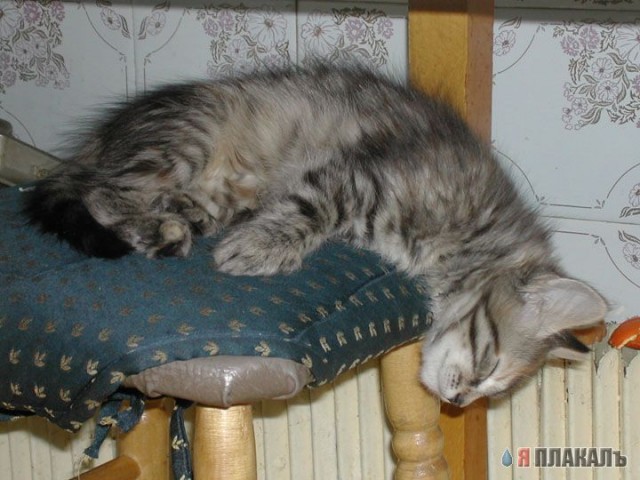 Вторничный котомёт