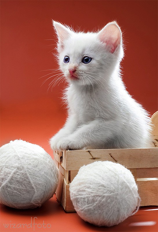 Дюжина кошаков