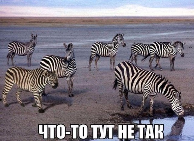 Прикольные животные