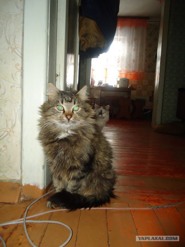 Юбилейный "Котоленд" 50-й