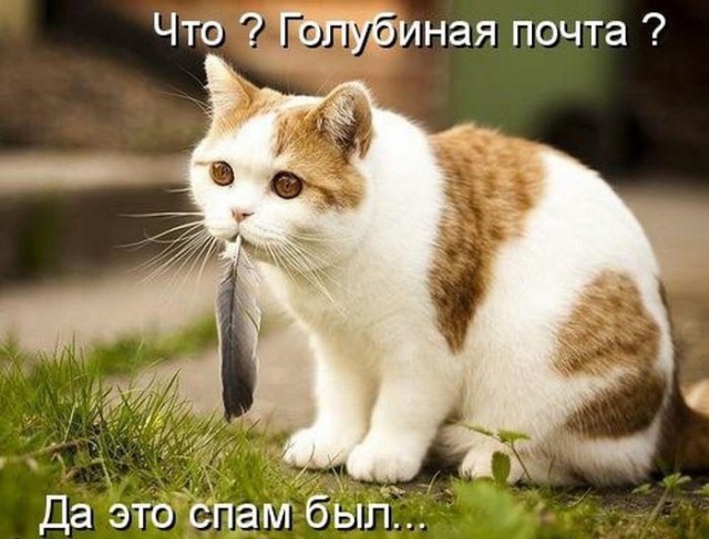 Немножко картинок с буквами, типа демотиваторы