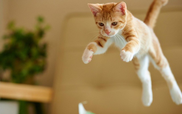 Коты и Кошки