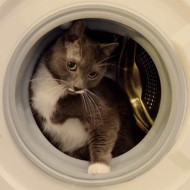Коты и Кошки