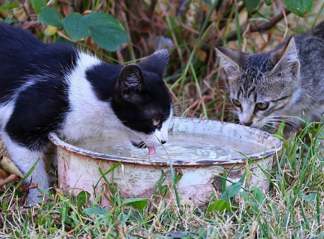 Коты и Кошки