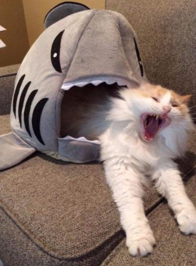 Коты и Кошки
