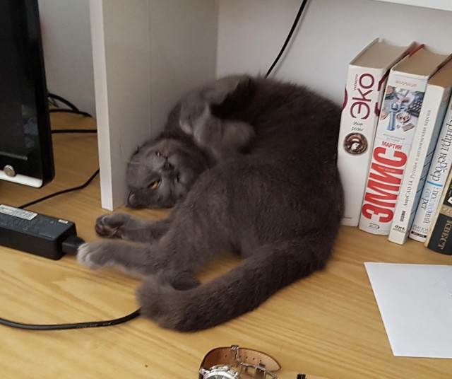Осеннему котовторнику быть!