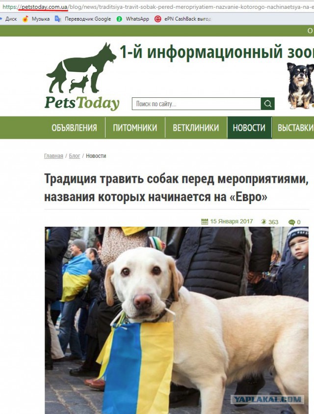 Горы трупов: В РФ перед ЧМ-2018 массово истребляют бездомных животных