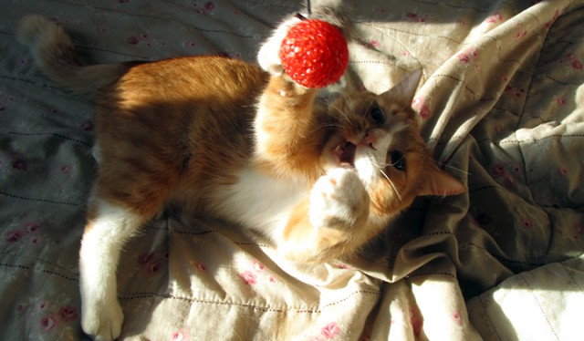 Котовторник  13.02.2018