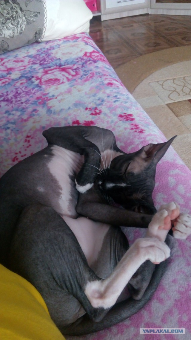 Котовторник 20.02.18